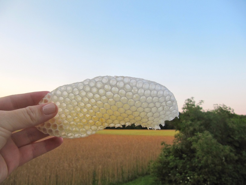 honey combs