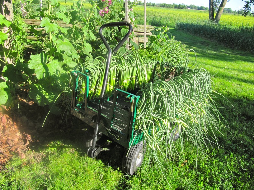 organic onions