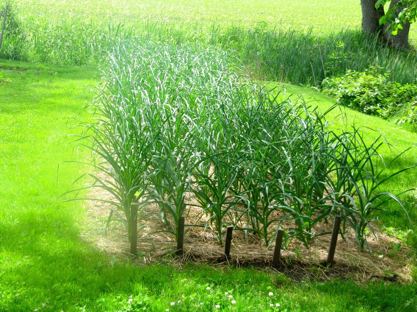 organic product ontario
