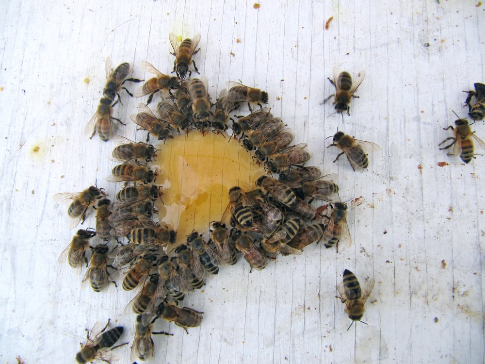 ontario honey bees