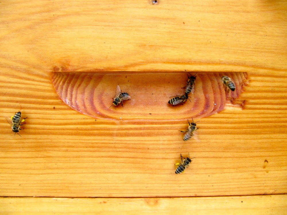 ontario honey bees