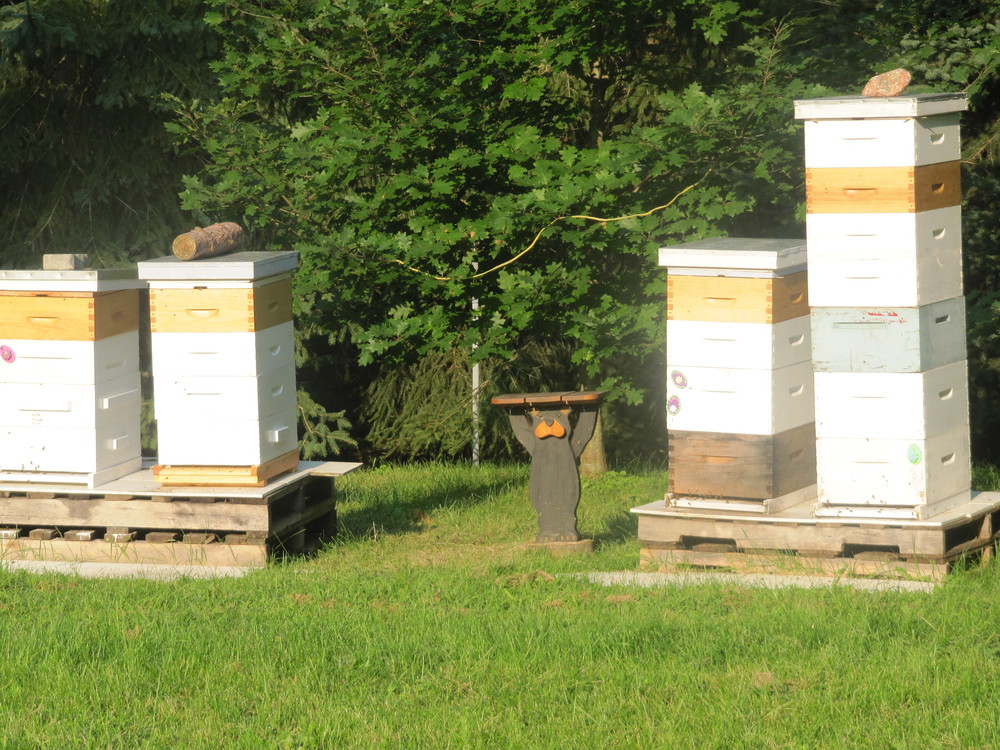 honey bee hives