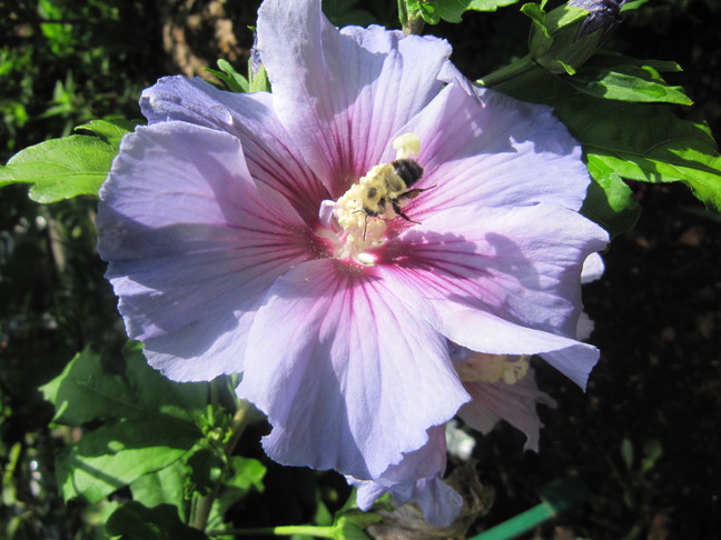 ontario honey bee
