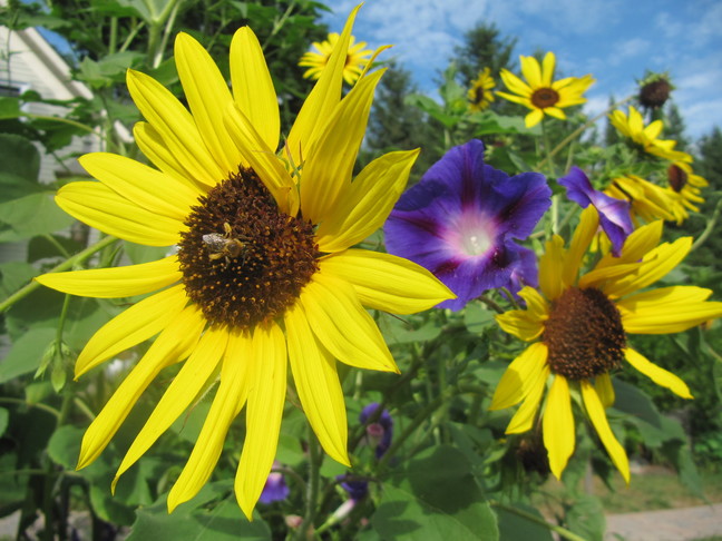 ontario honey bee