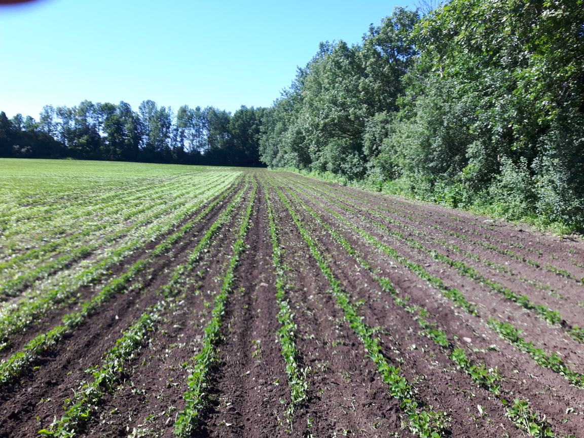 organic farming williamsburg ontario